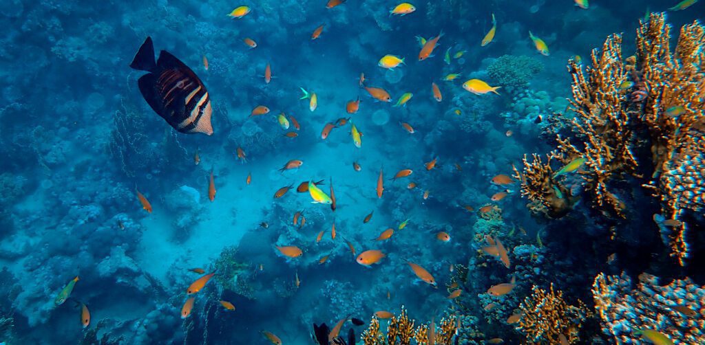 BUCEAR-EN-LA-RIVIERA-MAYA