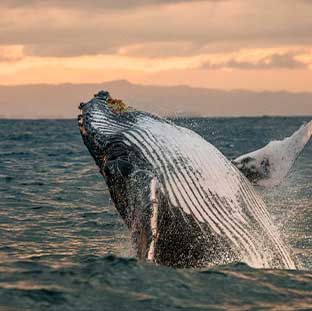 Buceo-en-California-Sur