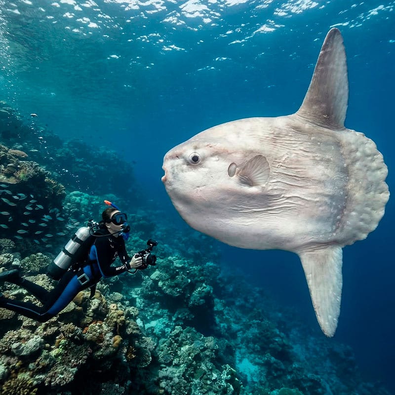 Pez-Luna-Buceo-en-Bali