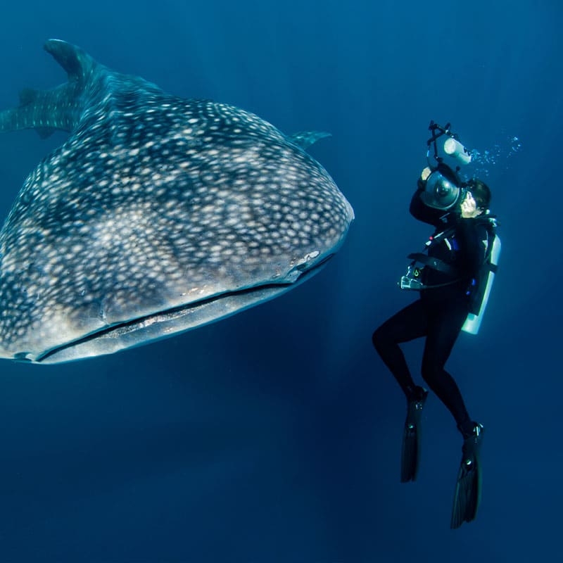 buceo-en-maldivas-ballenas-piloto