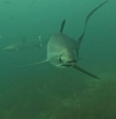 tiburon zorro