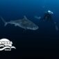 BUCEAR CON TIBURONES TIGRE MALDIVAS 85x85
