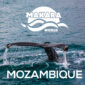 VIAJE-DE-BUCEO-A-MOZAMBIQUE
